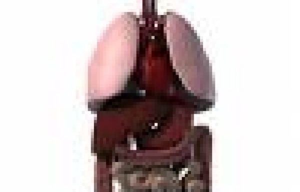 תולעים בכבד בלשון התלמוד ארקתא