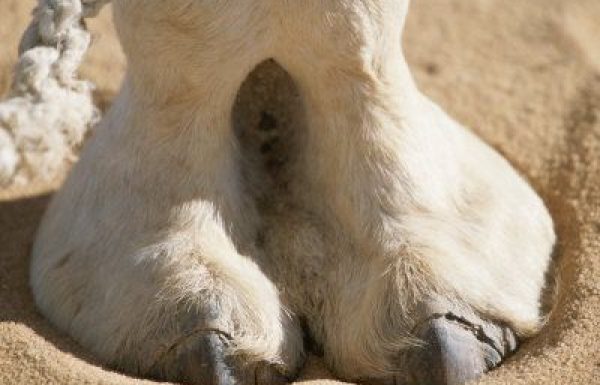 What the Sages Knew About Animals