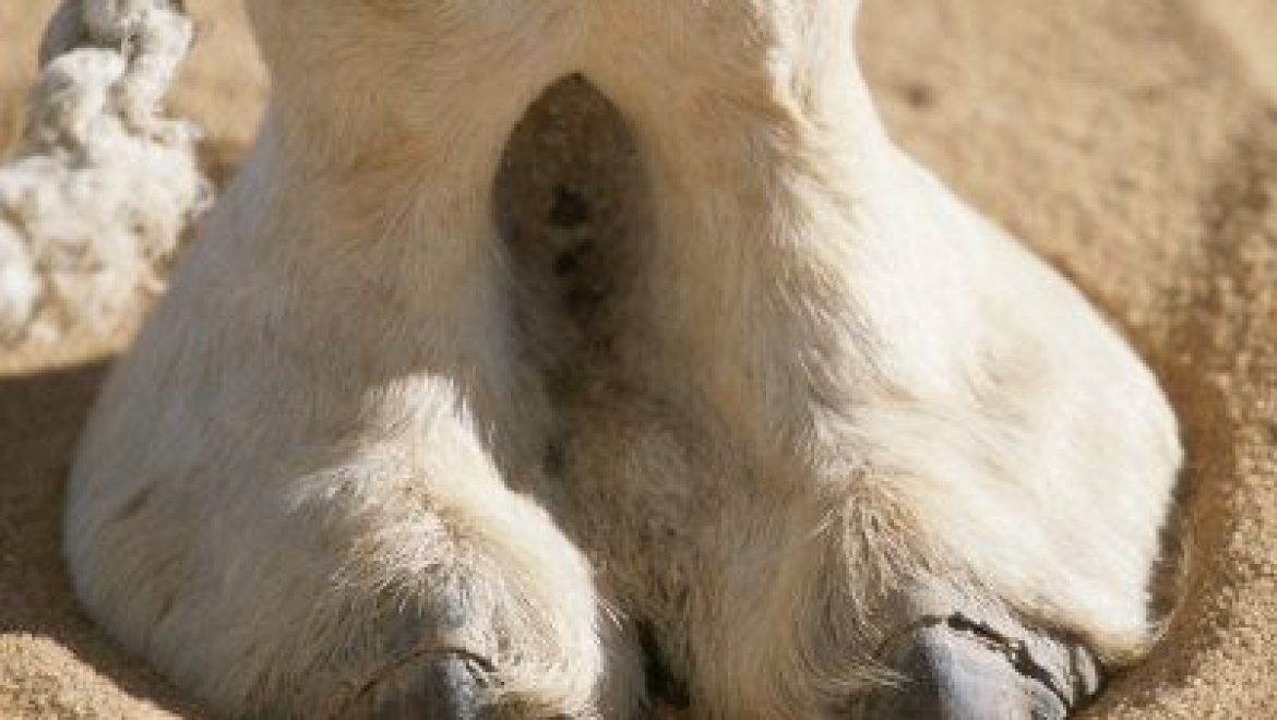 What the Sages Knew About Animals