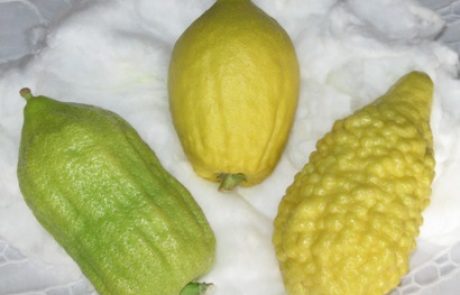 What is an etrog, what is a hadas?