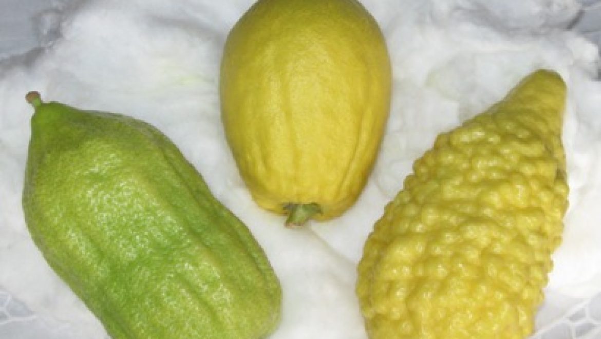 What is an etrog, what is a hadas?