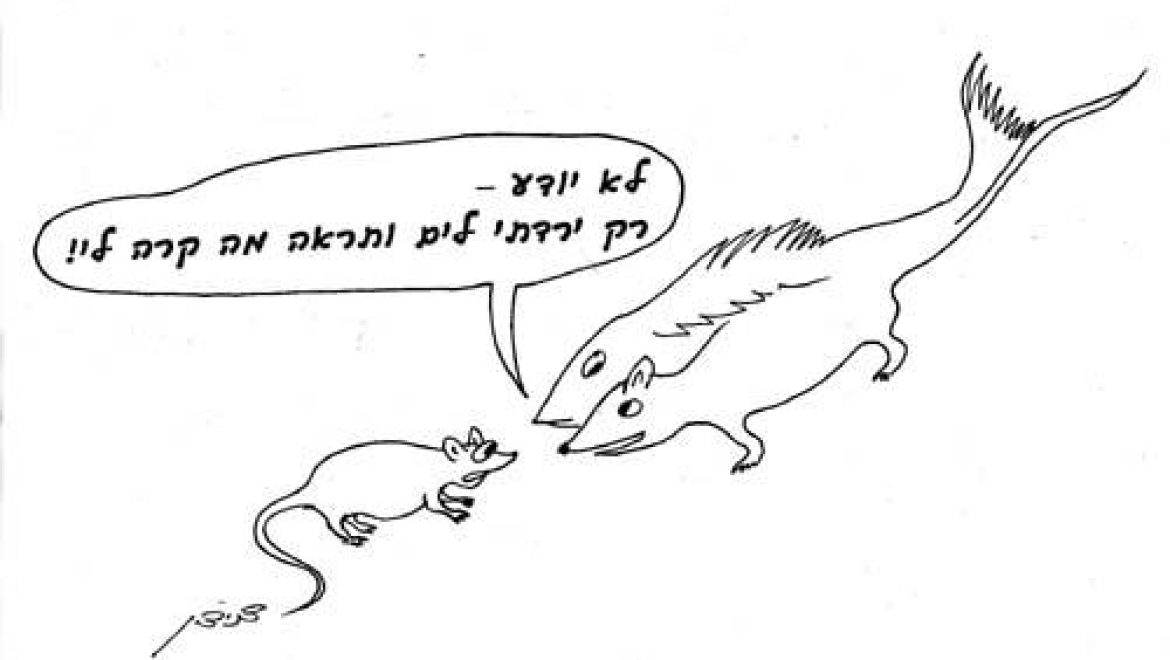 Does a sea mouse impurify and the law of a mouse which is half dirt and half flesh