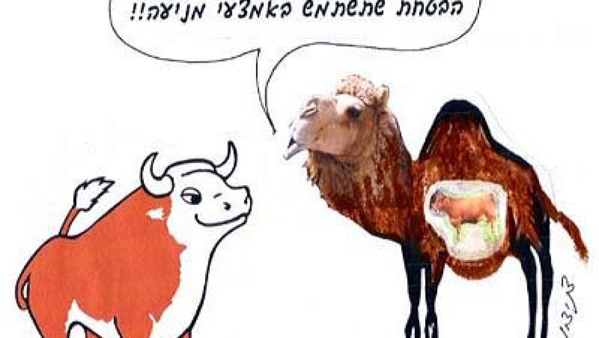 Распространяет ли ритуальную нечистоту зародыш теленка, умерший в чреве верблюдицы