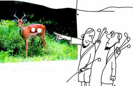 Ball like formations in the womb of the white-rumped antelope are semen of the gazelle