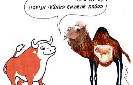 A fetal cow in the womb of a camel: pure or impurifying?