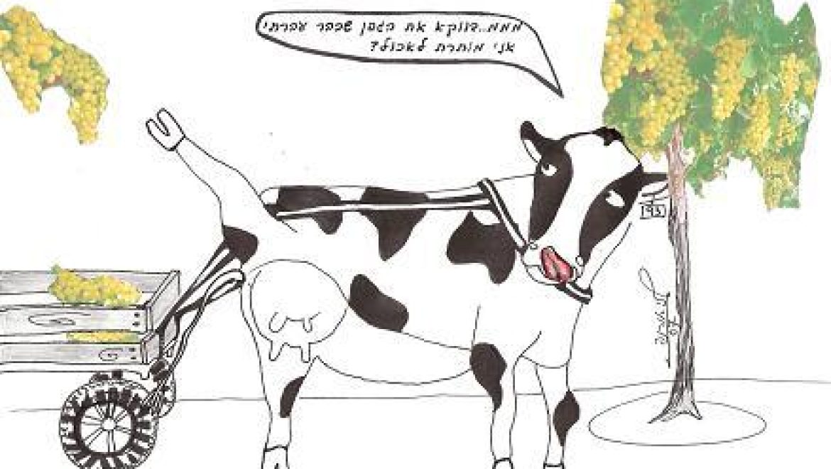 Может ли работник, собирающий виноград с одной лозы, есть ягоды с другой