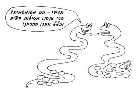 How long is a snake pregnant?