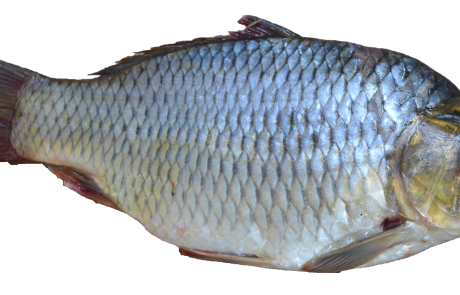 What the Sages Knew About Fish