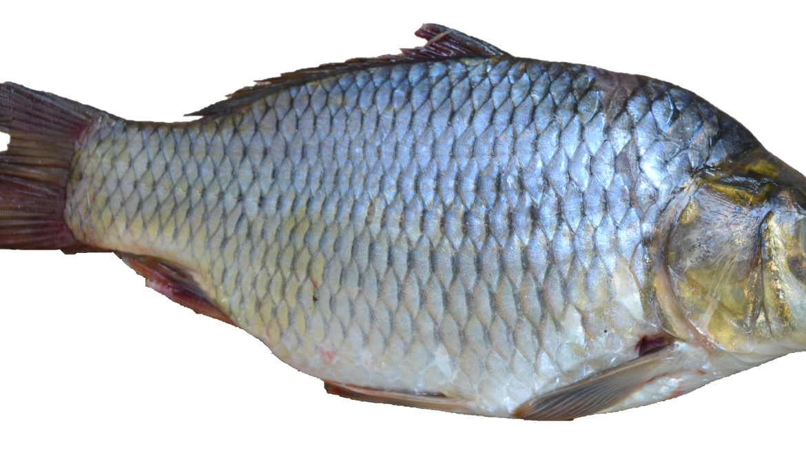 What the Sages Knew About Fish