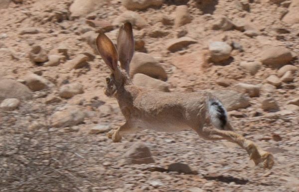 קונטרס 3 – טעות זואולוגית בתורה: השפן והארנבת אינם מעלים גירה