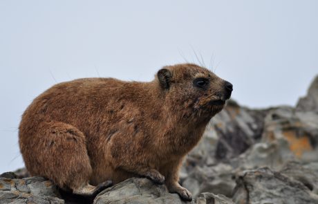 משה רבנו טעה בשפן