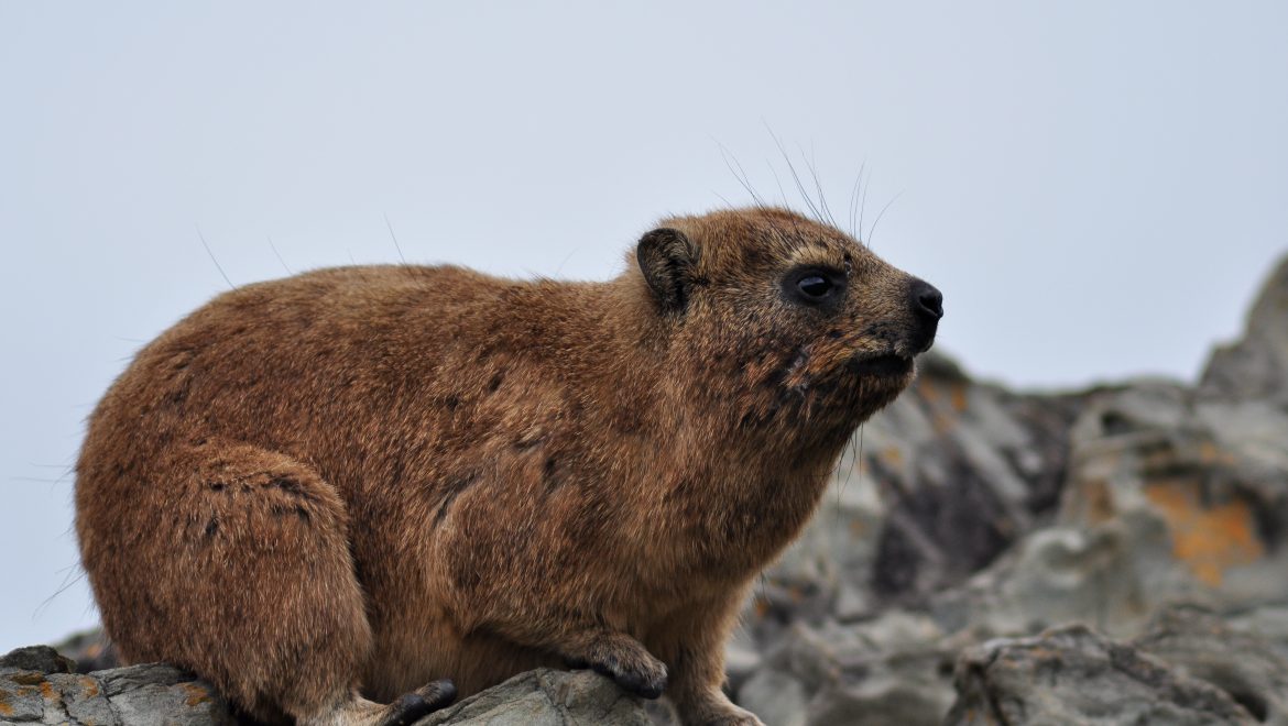 משה רבנו טעה בשפן