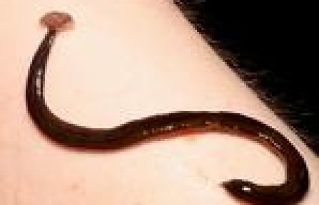 השותה מים בלילה עלול להיפגע משד או עלוקה