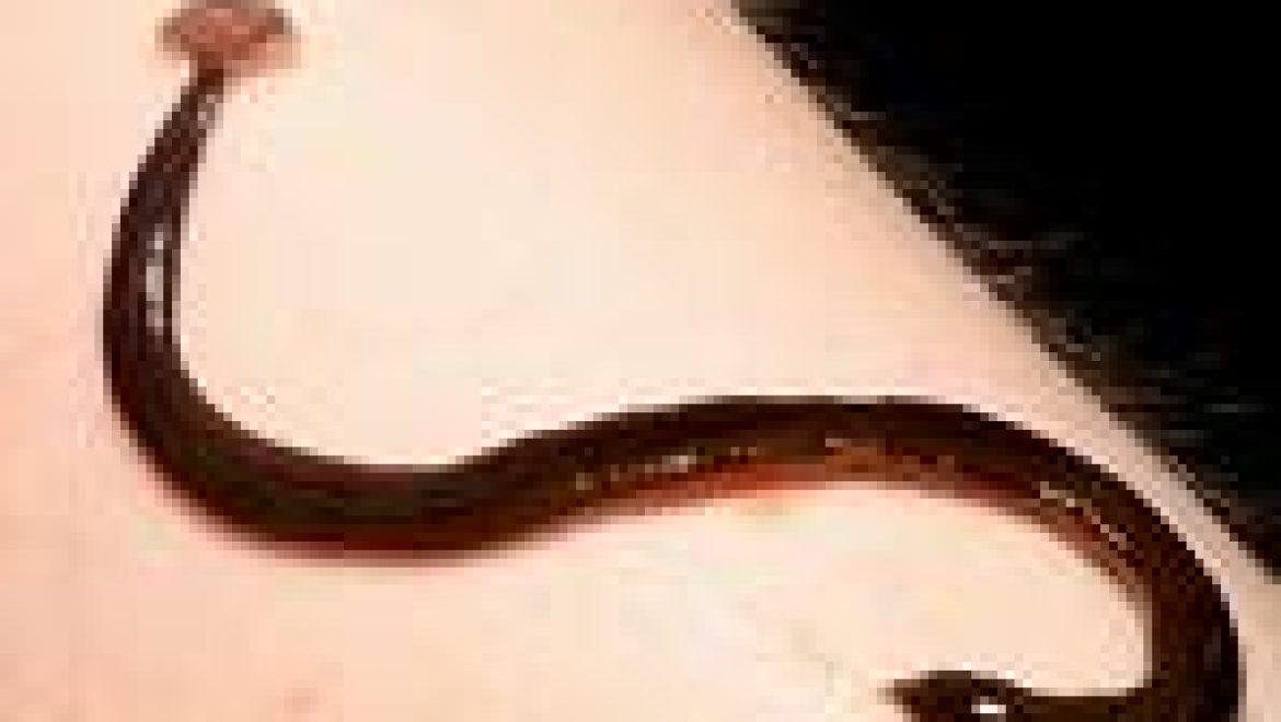 השותה מים בלילה עלול להיפגע משד או עלוקה