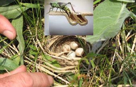 כאבי אוזניים או כאבים בירך שיחלא בלשון התלמוד