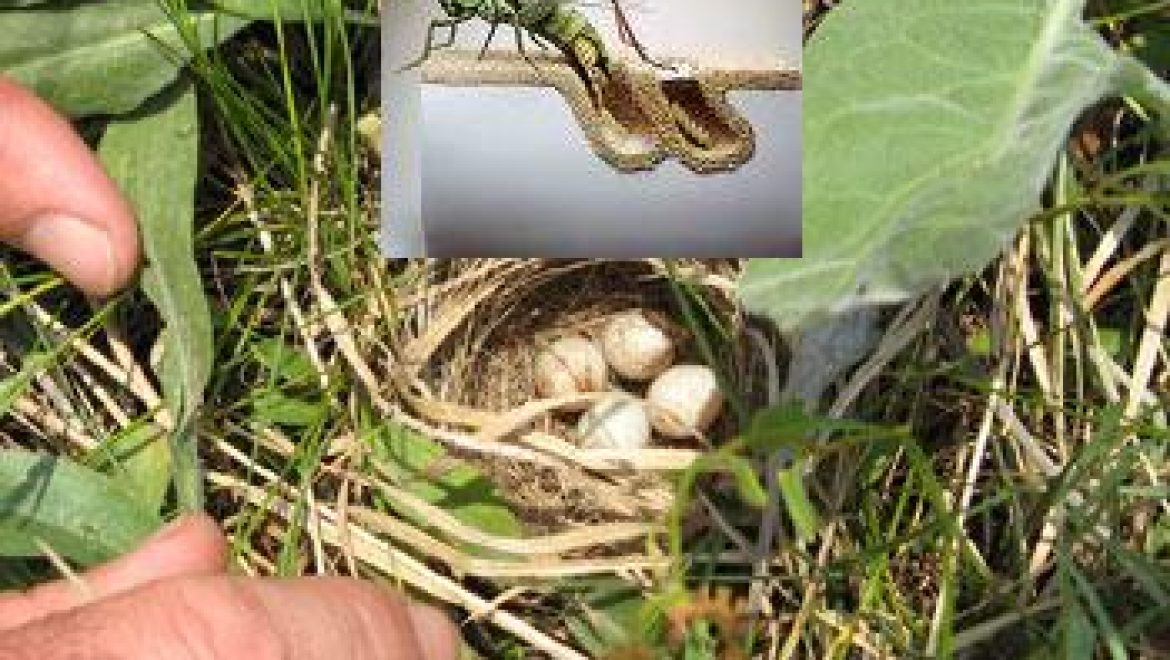 כאבי אוזניים או כאבים בירך שיחלא בלשון התלמוד