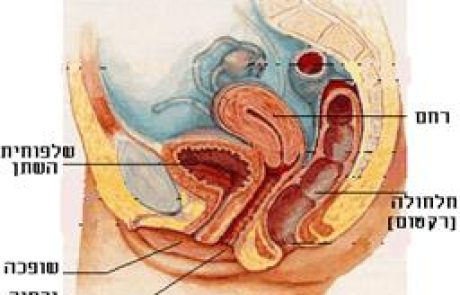 קונטרס 7 – טעויות חז"ל במבנה רחם האישה והשפעתן על פסקי הלכה שגויים