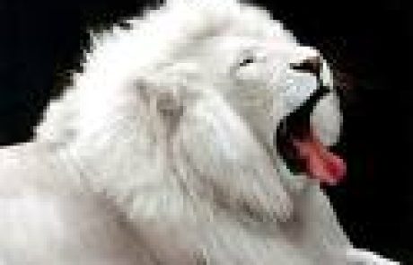 קדחת – חום המופיע כל שלושה ימים – בלשון התלמוד אשתא תילתא