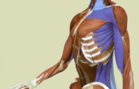 הפרעות נשימה עקב כיפוף סחוסי לצלע ליד הלב בלשון התלמוד אונקלי/ איסתומכא דליבא