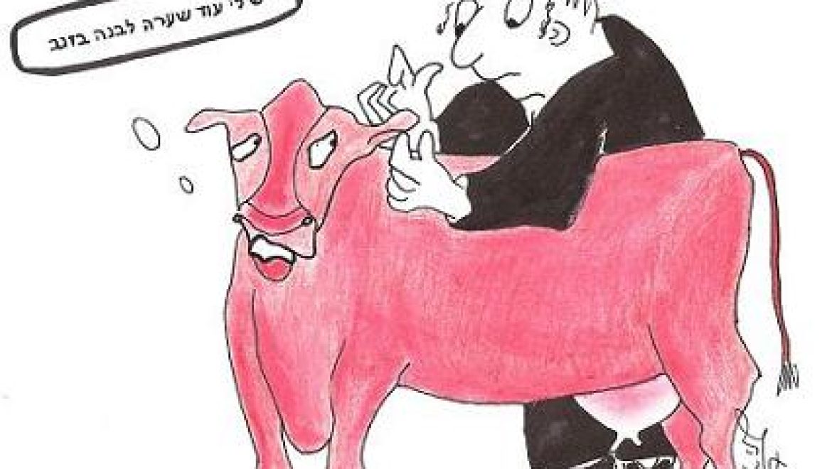 פרה אדומה שצמחה לה שערה לבנה בזנב ושערה לבנה בראשה כשרה או פסולה?