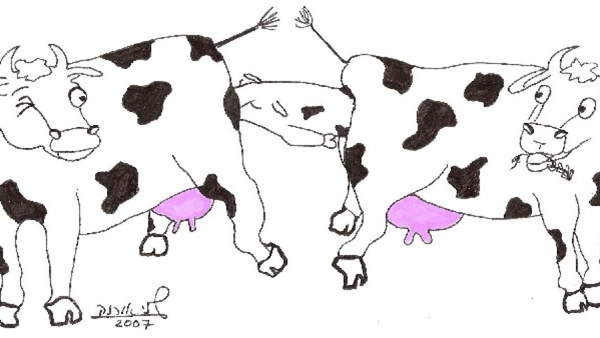 Корова, родившая теленка непосредственно в утробу другой коровы