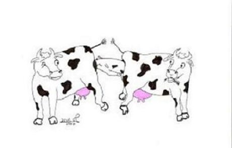 A cow which birthed a calf directly into the womb of another cow