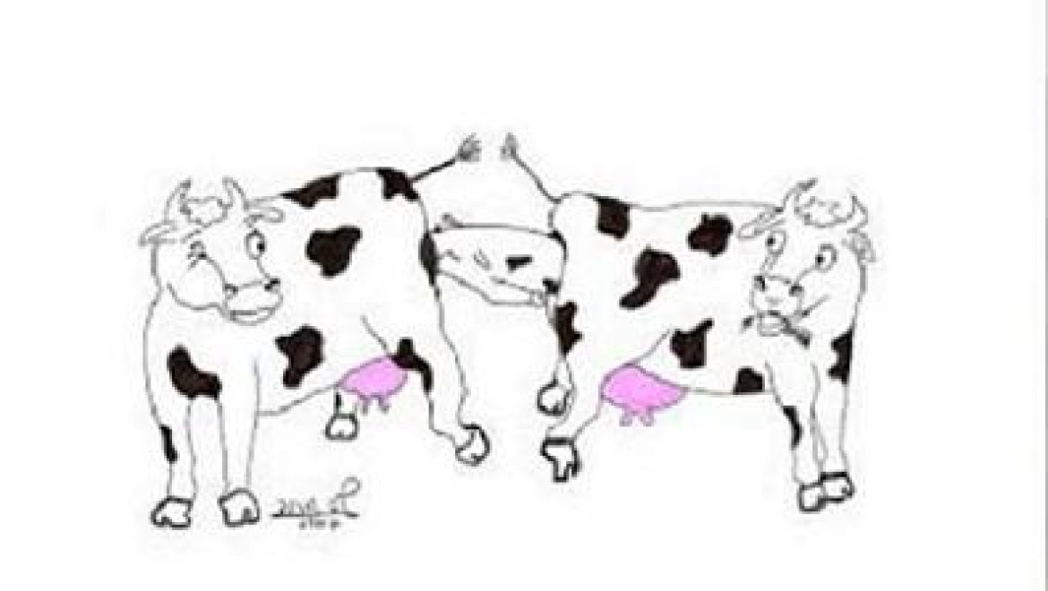 A cow which birthed a calf directly into the womb of another cow