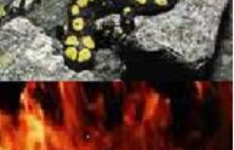 כיצד להינצל מאש