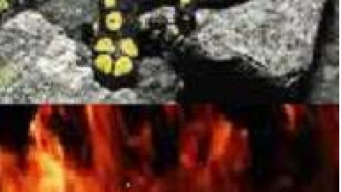 כיצד להינצל מאש