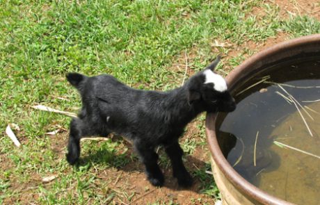 טחול מוגדל בלשון התלמוד לטחלא
