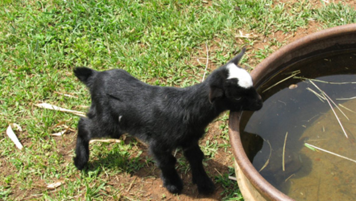טחול מוגדל בלשון התלמוד לטחלא