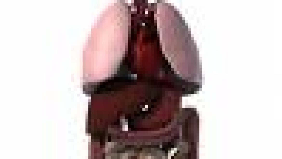 תולעים בכבד בלשון התלמוד ארקתא