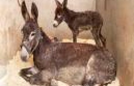 צהבת בלשון התלמוד ירקונא