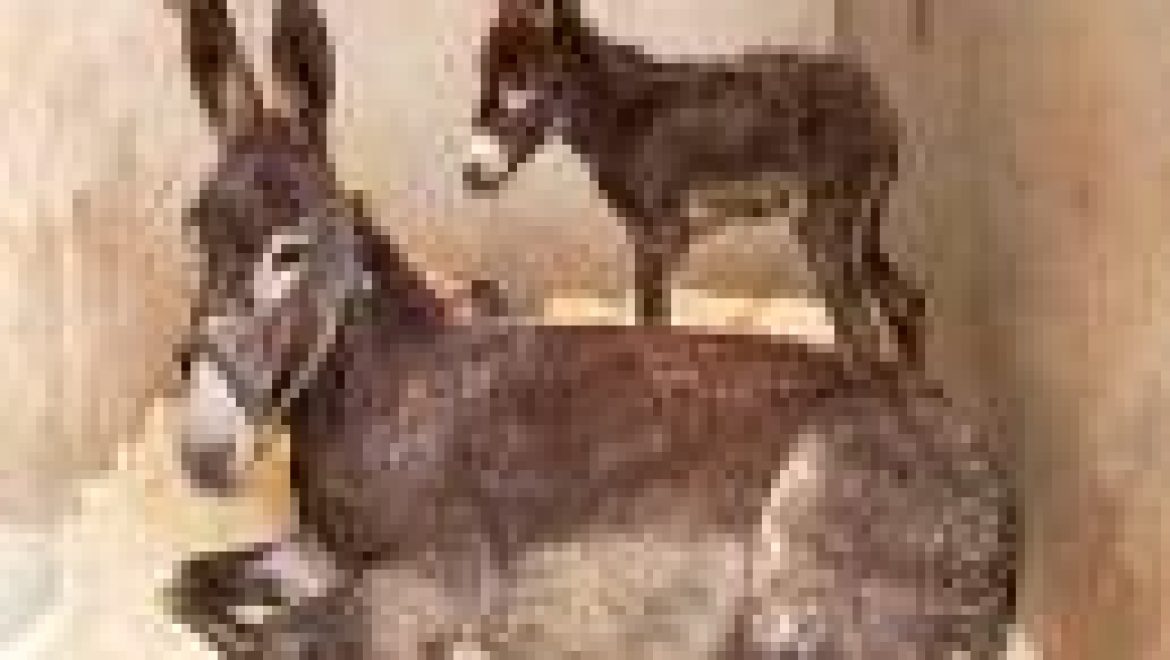 צהבת בלשון התלמוד ירקונא